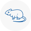 Rat Control Salisbury