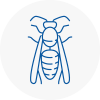 Salisbury Wasp Nest Removal